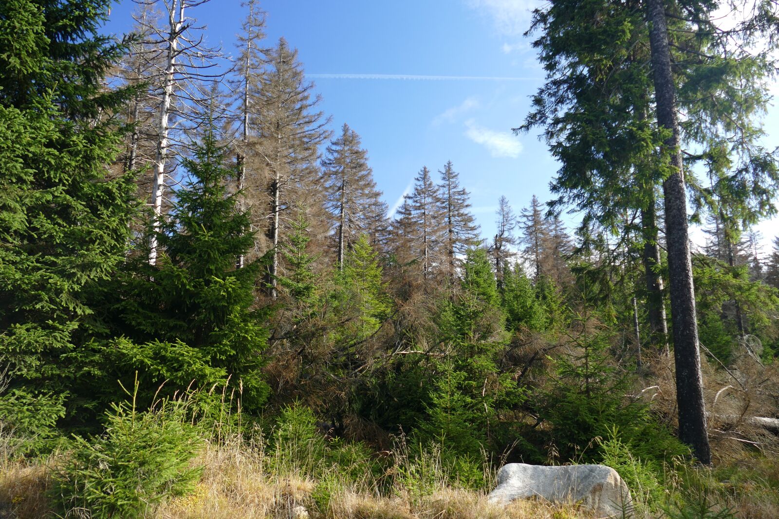 Panasonic Lumix DMC-FZ1000 sample photo. Waldsterben, reafforestation, contrasts photography
