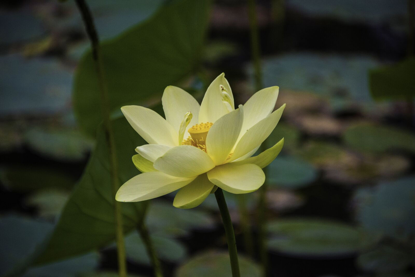 Nikon D800 sample photo. Lotus, pond, yellow photography