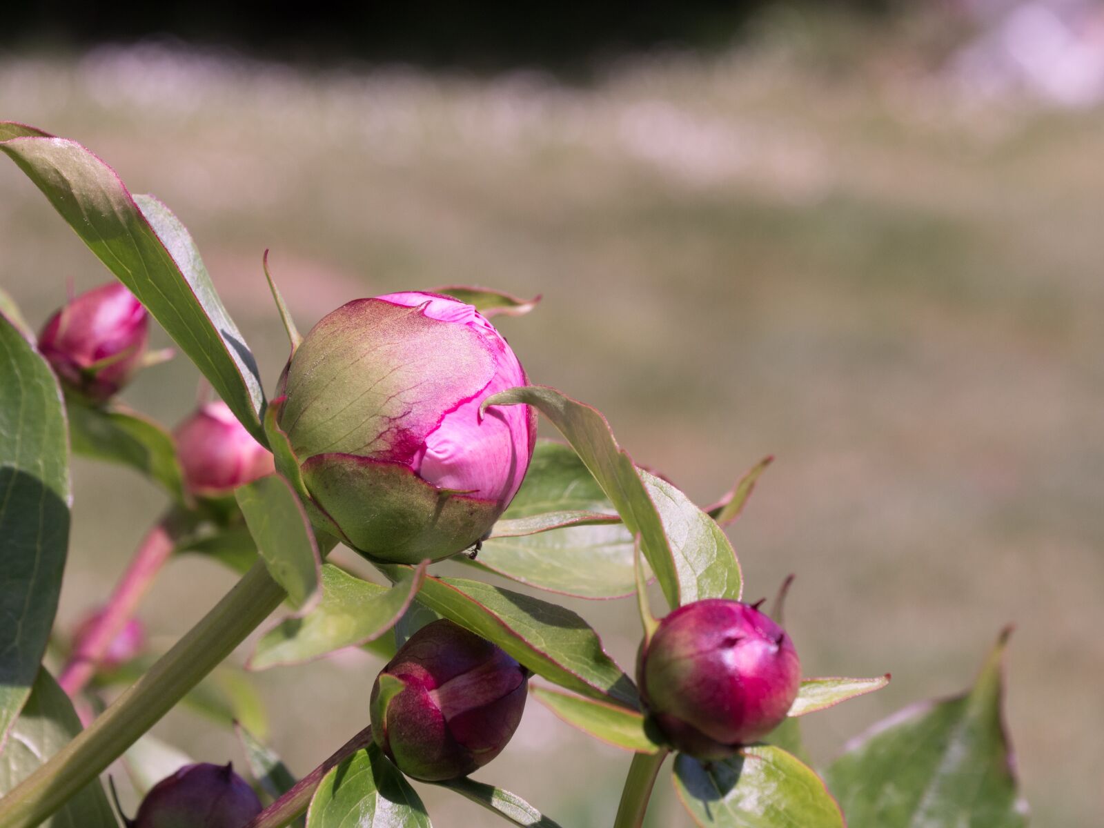 LEICA DG 12-60/F2.8-4.0 sample photo. Button, flower, green photography