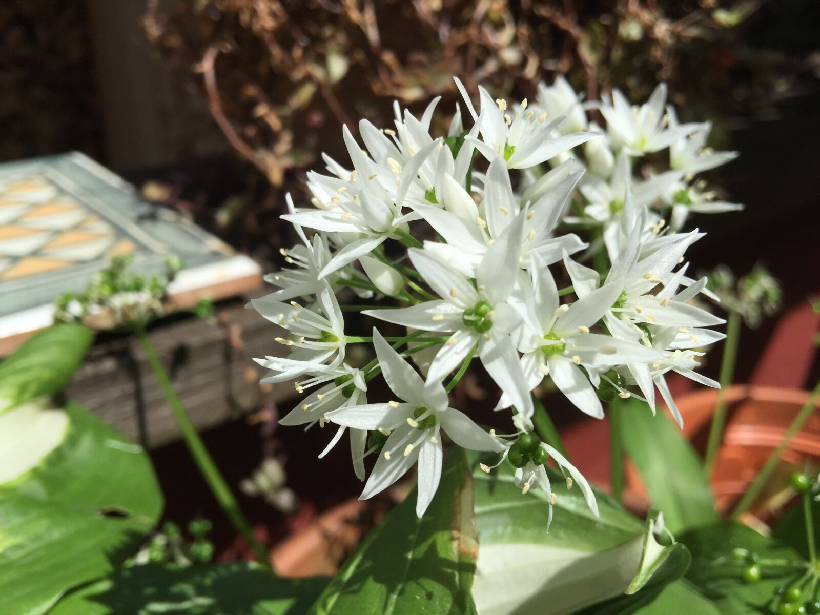 iPhone 6 Plus back camera 4.15mm f/2.2 sample photo. Bear's garlic, flower, garden photography