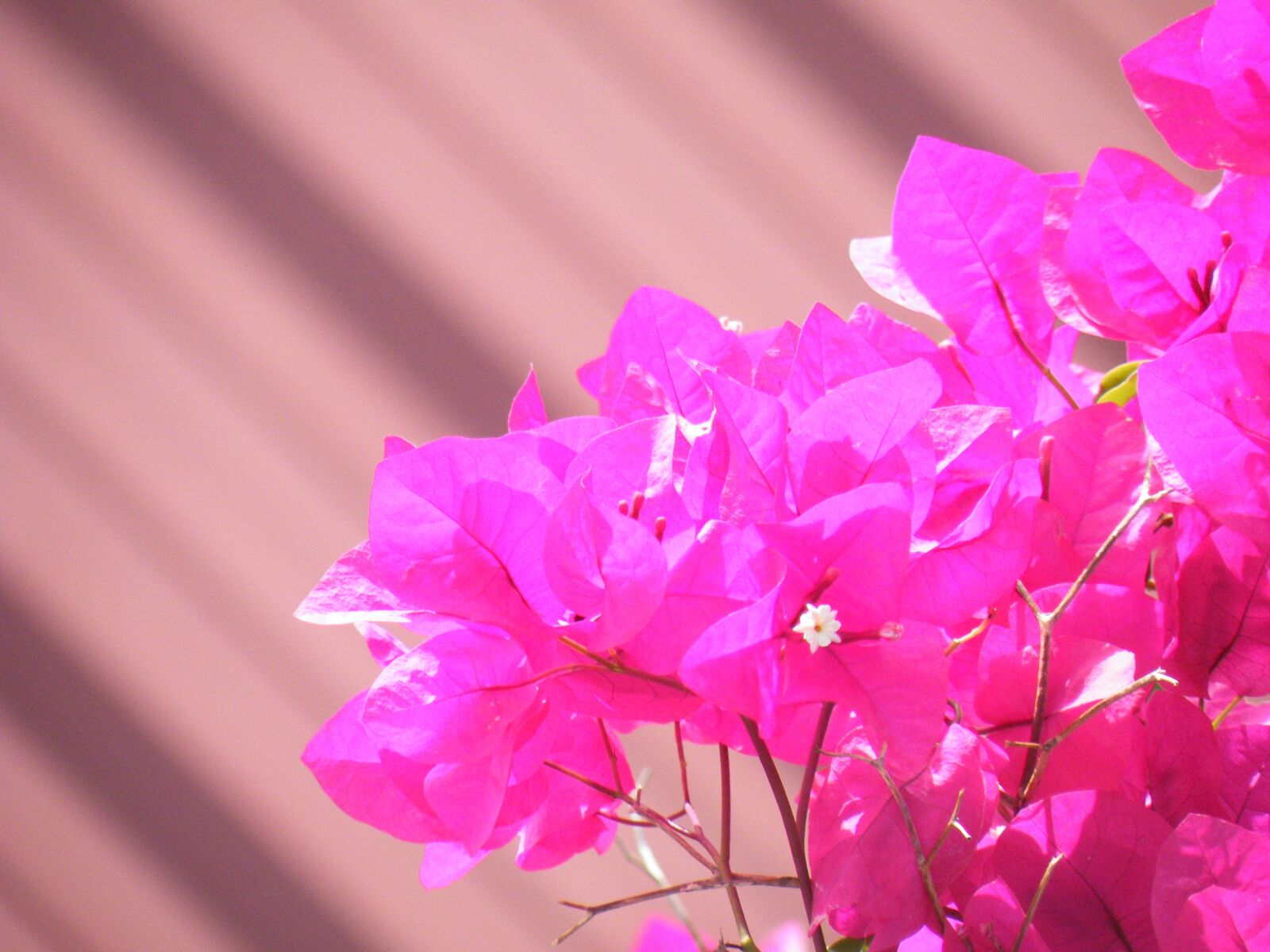Fujifilm FinePix S8100fd sample photo. Flowers, pink, bougainville photography