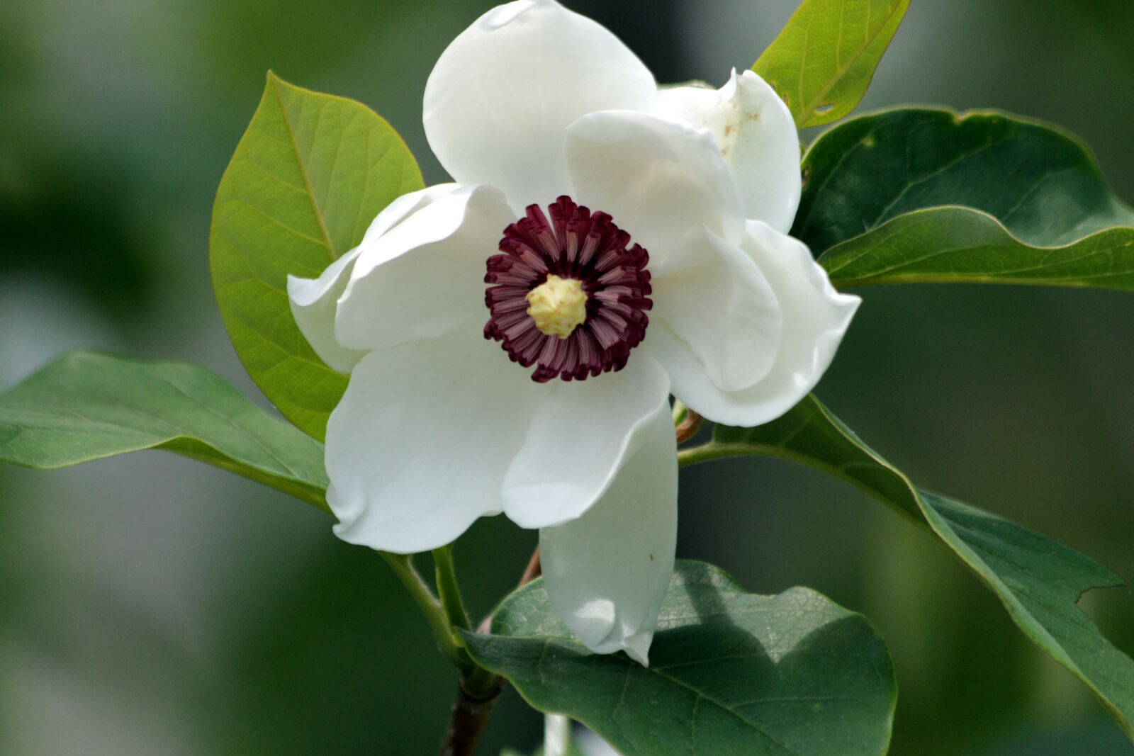 Canon EOS 650D (EOS Rebel T4i / EOS Kiss X6i) sample photo. Magnolia, flower, bloom photography
