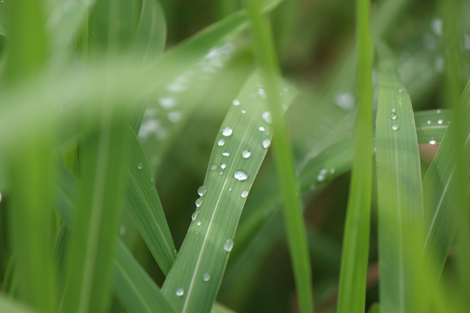Canon EF-S 55-250mm F4-5.6 IS II sample photo. Grass, nature, rain photography