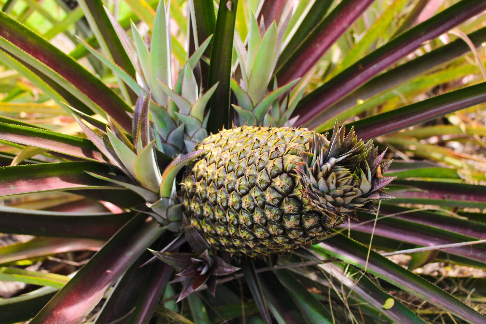 Canon EOS 700D (EOS Rebel T5i / EOS Kiss X7i) sample photo. Pineapple, mato grosso, brazil photography