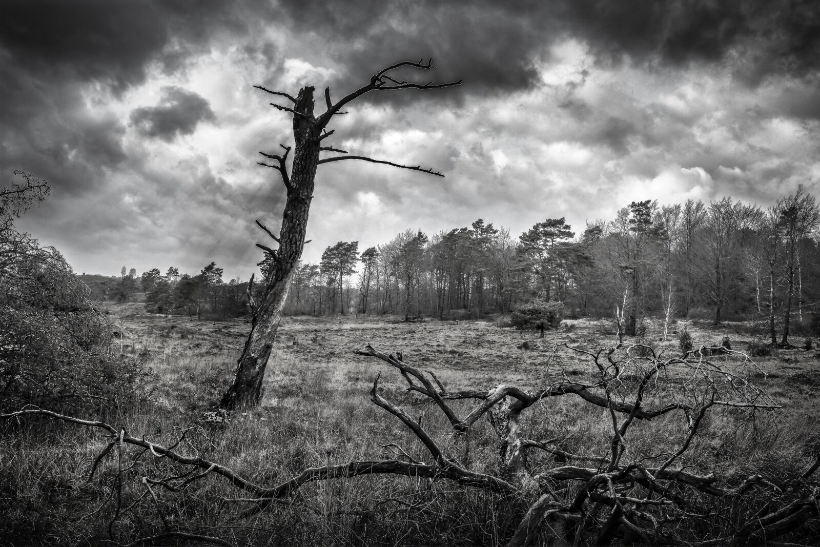 Nikon D3300 sample photo. Nature, landscape, moor photography