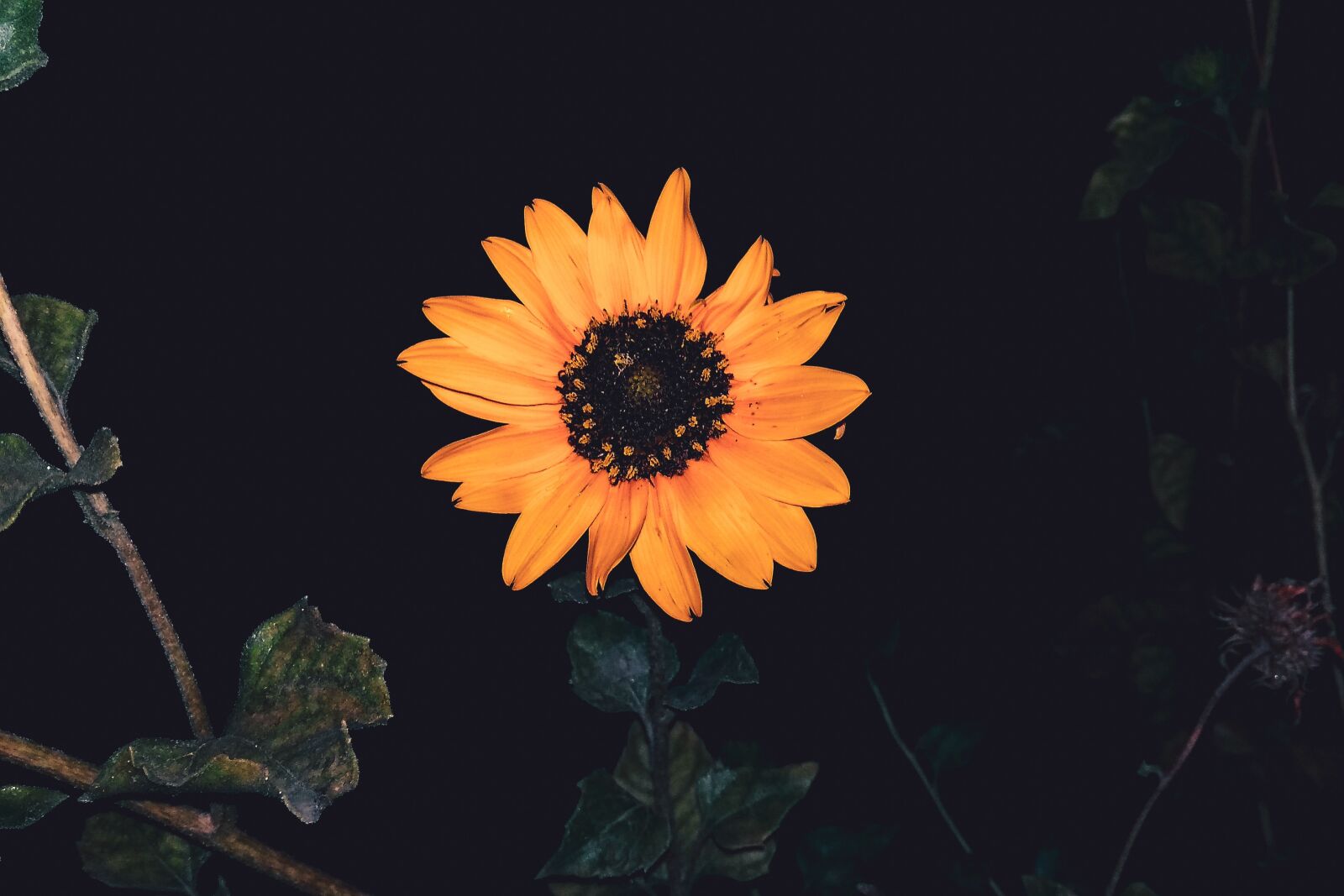 Xiaomi Redmi 4A sample photo. Sunflower, leafs, green leafs photography