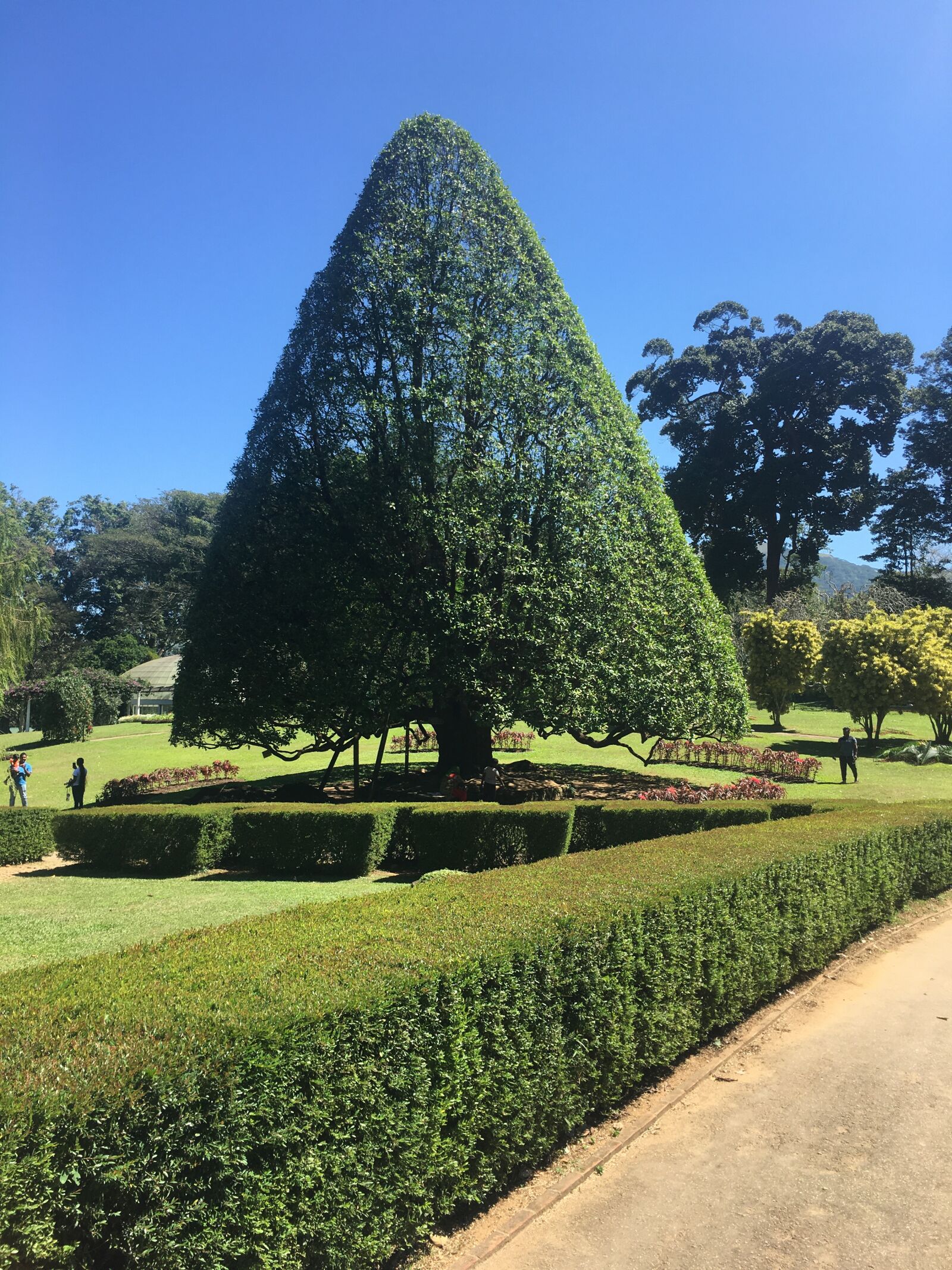 Apple iPhone 6s sample photo. Tree, botanical garden, sri photography