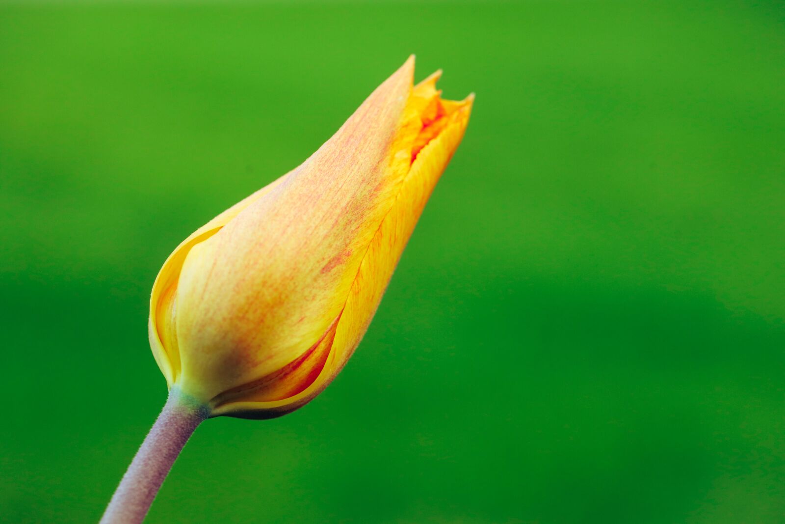 Canon EOS R sample photo. Tulip, yellow, nature photography