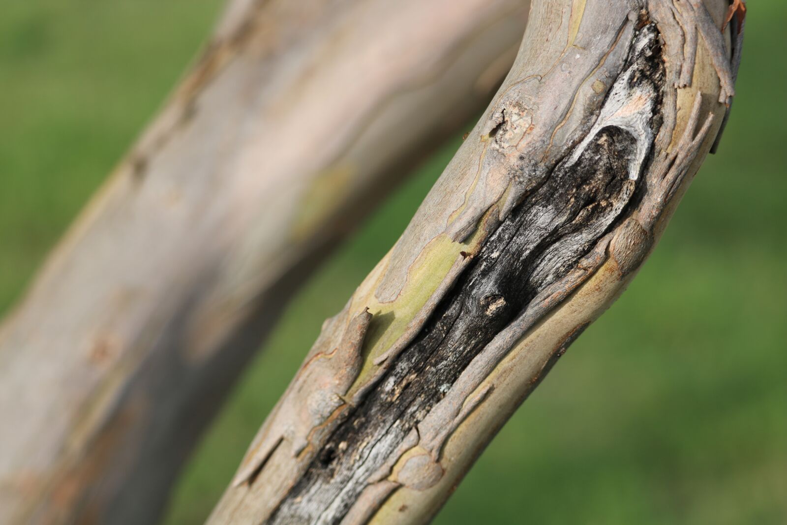 Canon EOS 750D (EOS Rebel T6i / EOS Kiss X8i) sample photo. Scar, tree, limb photography