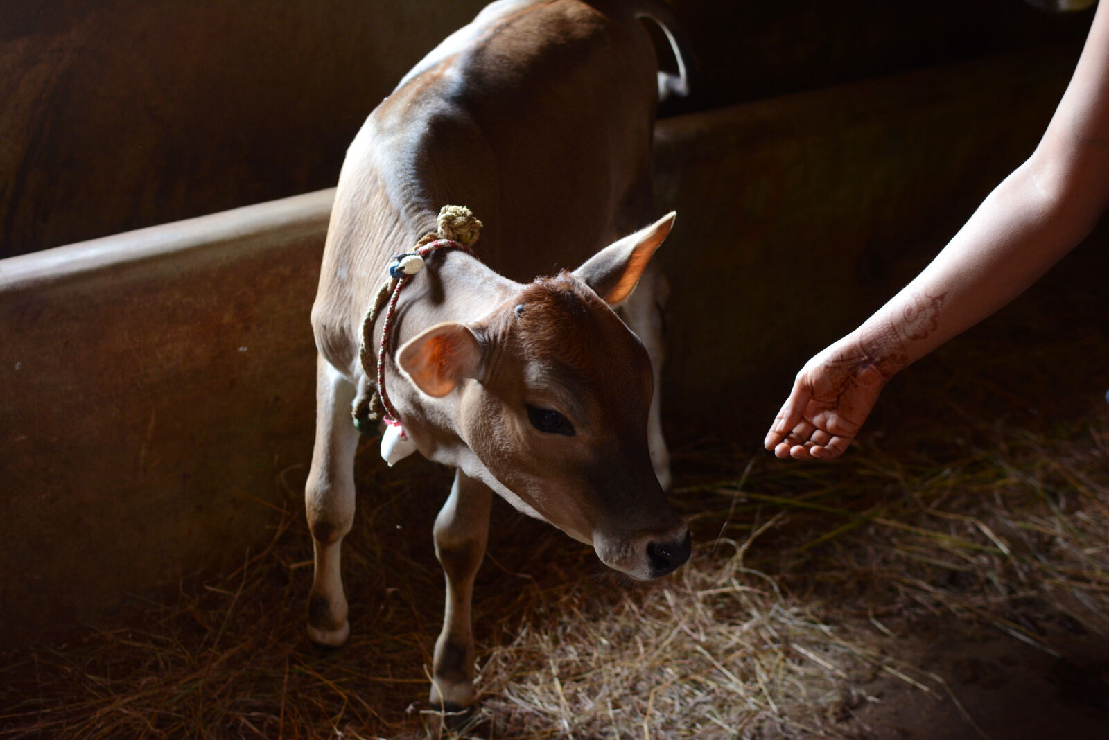 Nikon D7100 sample photo. Animal, arm, barn, cow photography