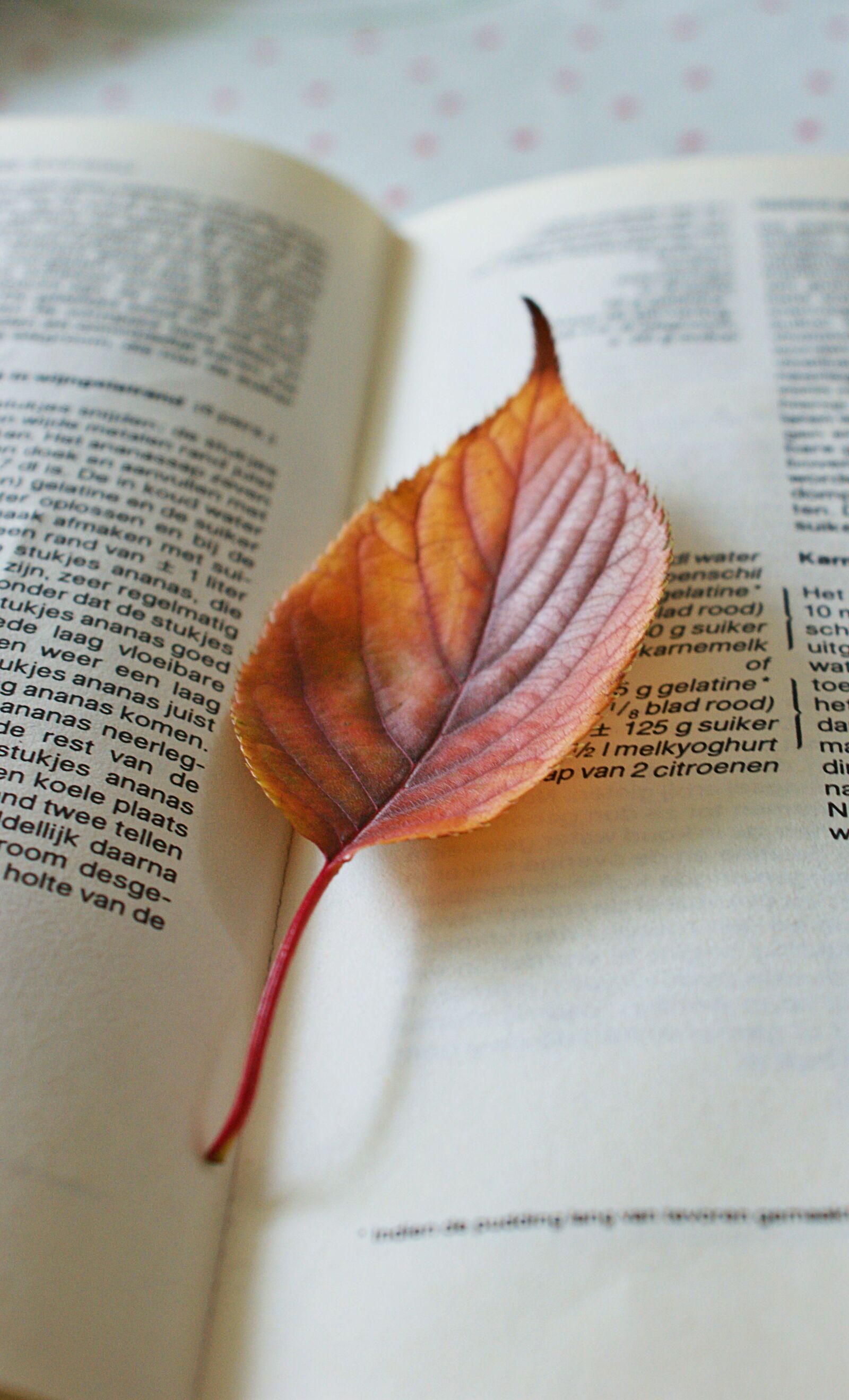 Sony Alpha DSLR-A350 sample photo. Autumn, petal, colors photography