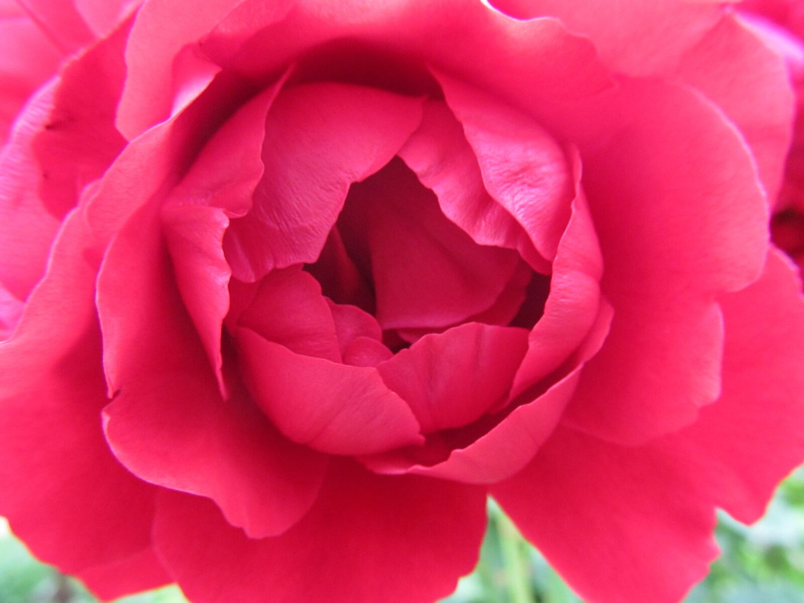 Canon PowerShot SX150 IS sample photo. Flower, rose, garden photography