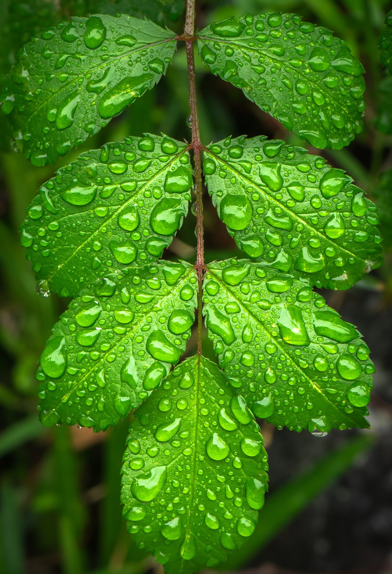Sony a7 + Sony FE 28-70mm F3.5-5.6 OSS sample photo. The leaves, plants, hwalyeob photography