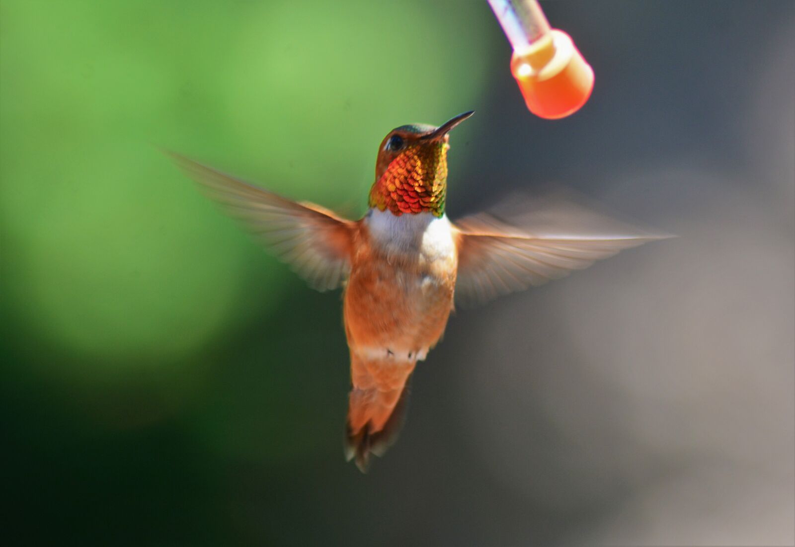 Nikon D7100 sample photo. Male, rufous, hummingbird photography