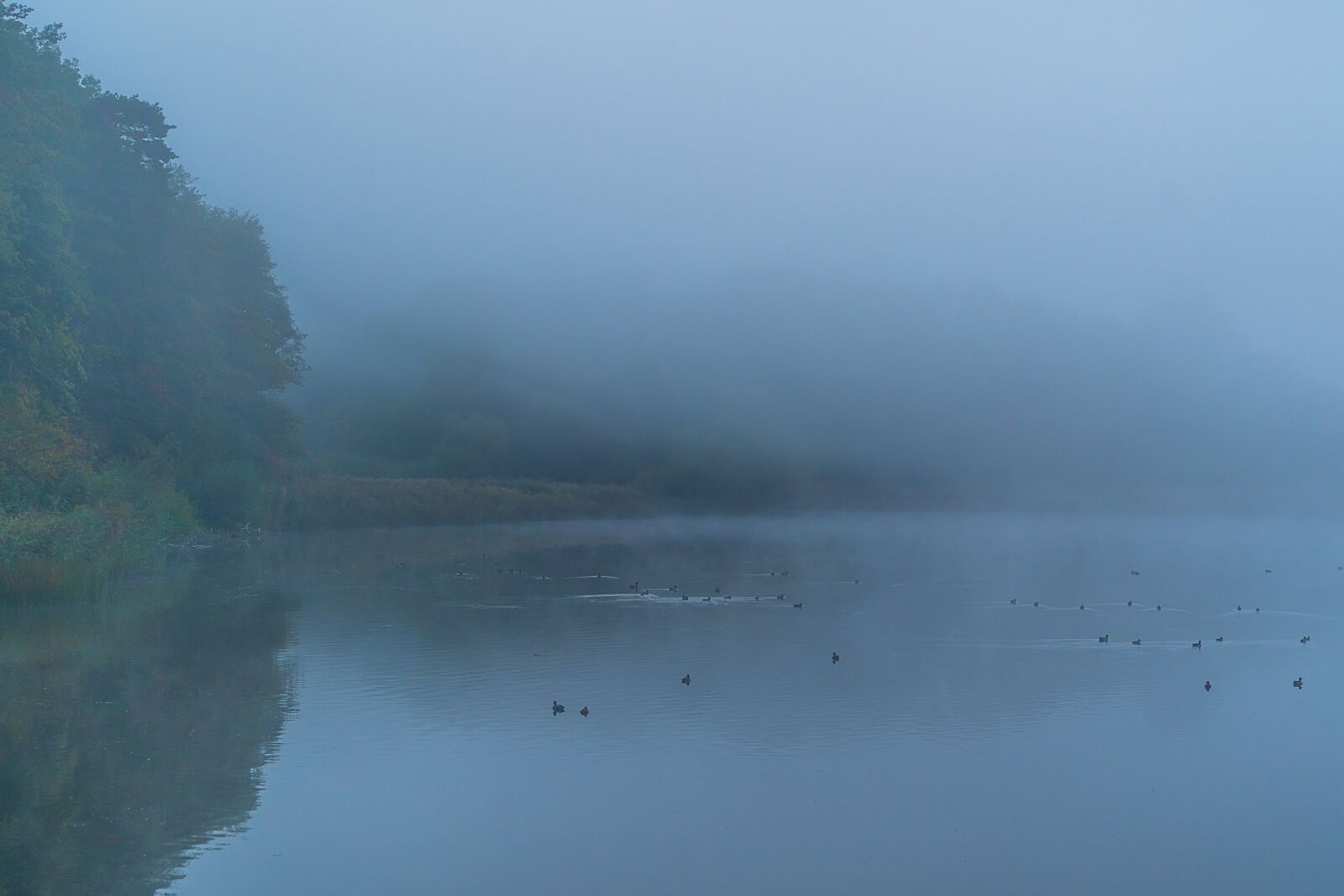 Sony a7 III + Sony FE 70-200mm F4 G OSS sample photo. Nature, fog, autumn photography