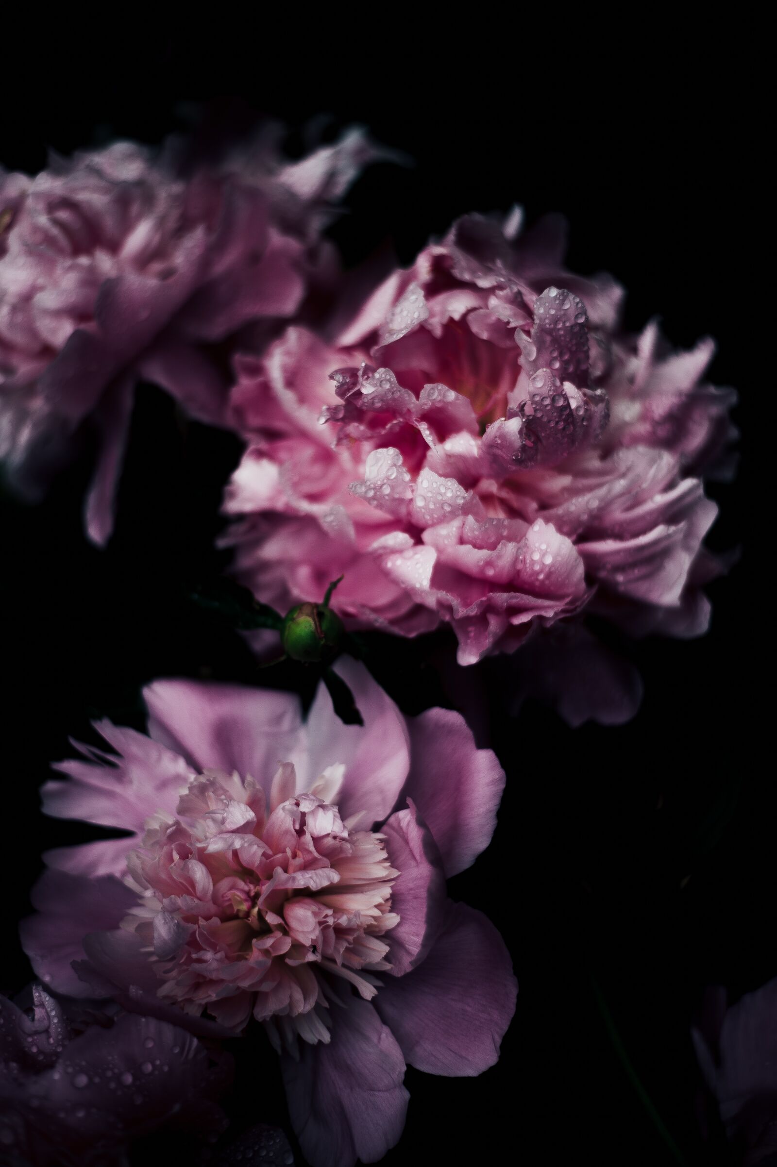 Nikon D4S sample photo. Bloom, blossom, flora photography