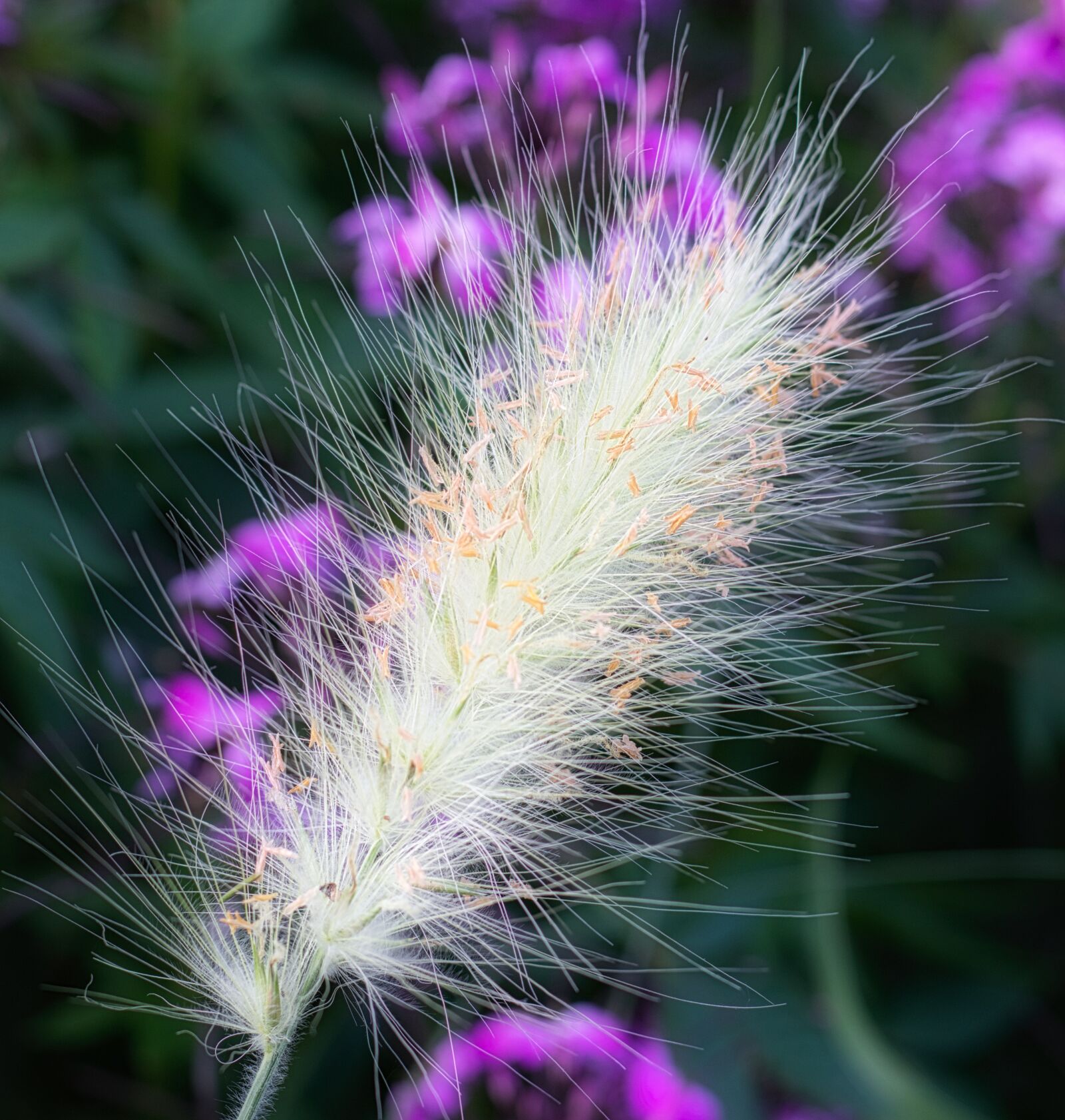 Canon EOS 200D (EOS Rebel SL2 / EOS Kiss X9) + Canon EF 50mm F1.8 STM sample photo. Grass, flowers, nature photography
