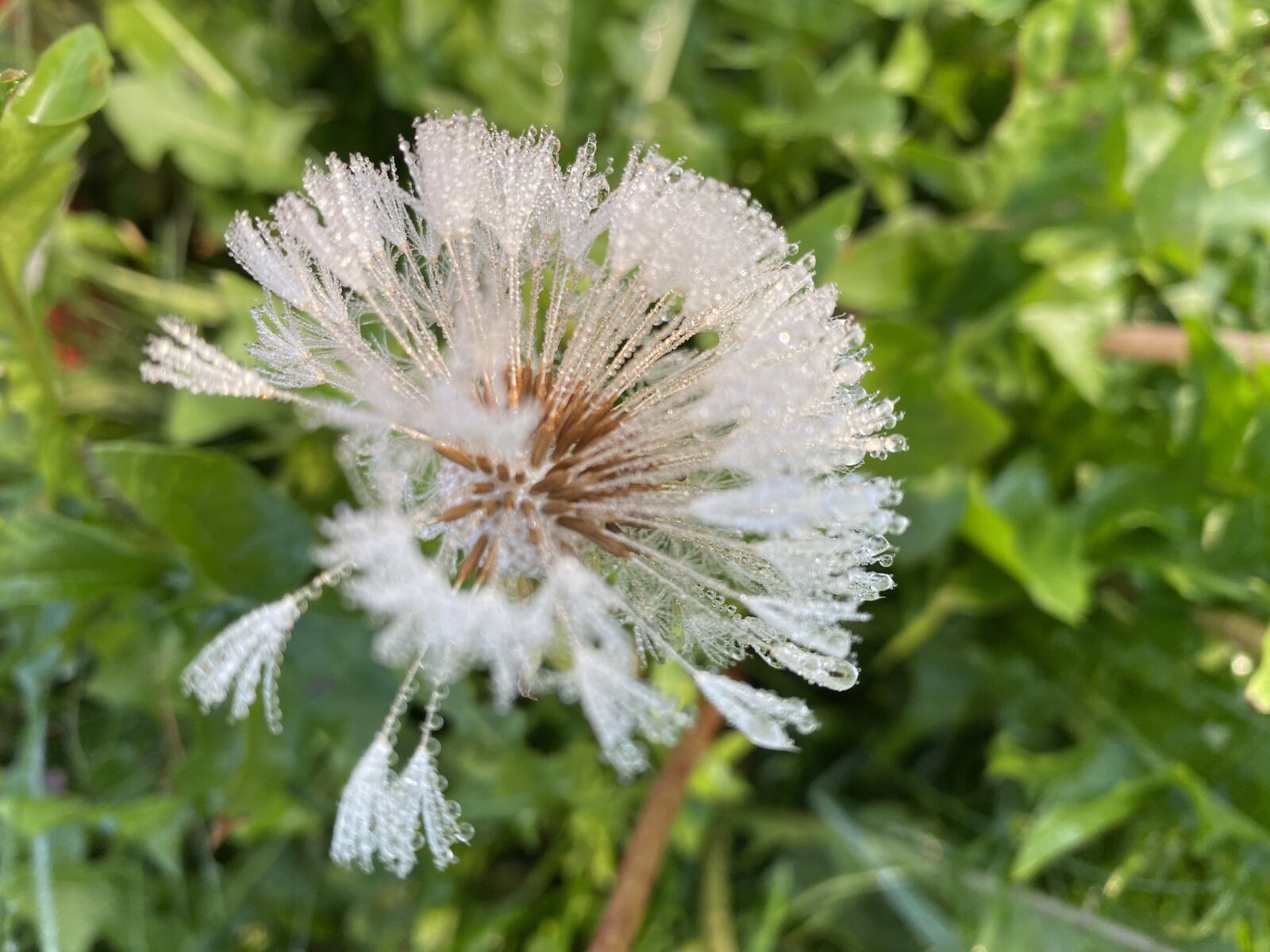 Apple iPhone 11 Pro sample photo. Dandelion, ice flowers, frozen photography