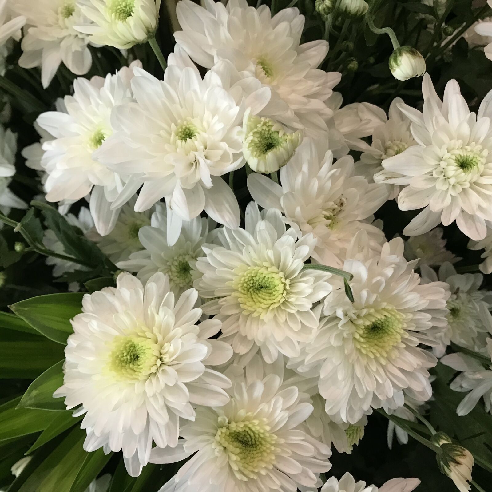 iPhone 7 back camera 3.99mm f/1.8 sample photo. Lilies, lily, bloom photography