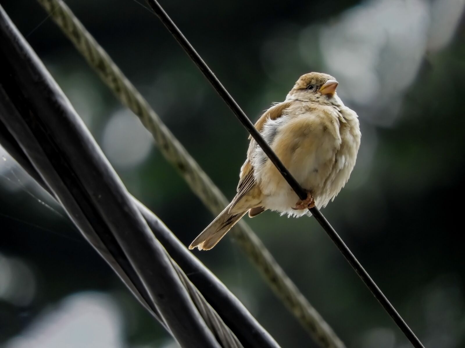 Nikon Coolpix B700 sample photo. Bird, animal, sparrow photography