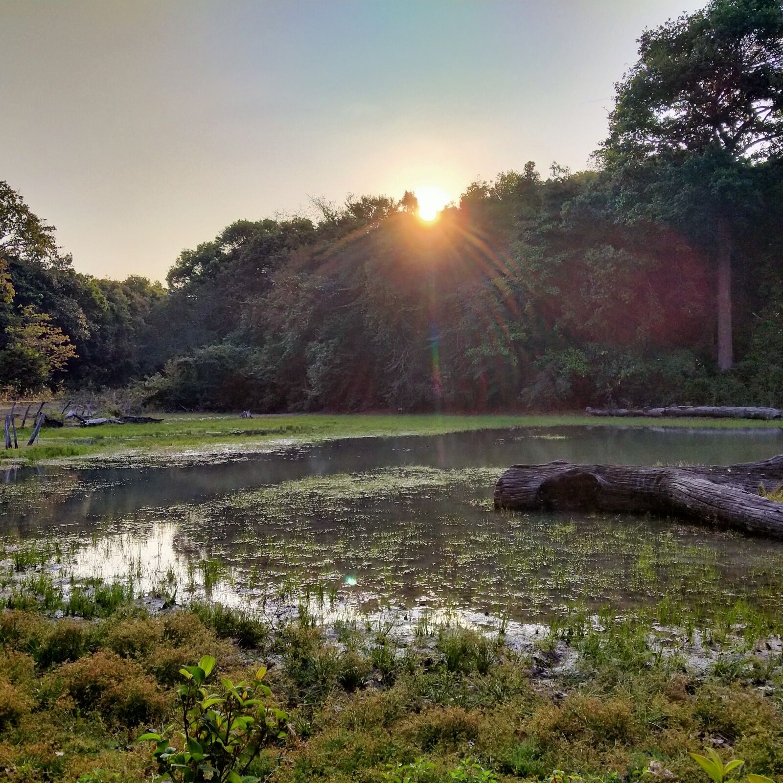 OPPO A5 2020 sample photo. Nature, the swamps, evening photography