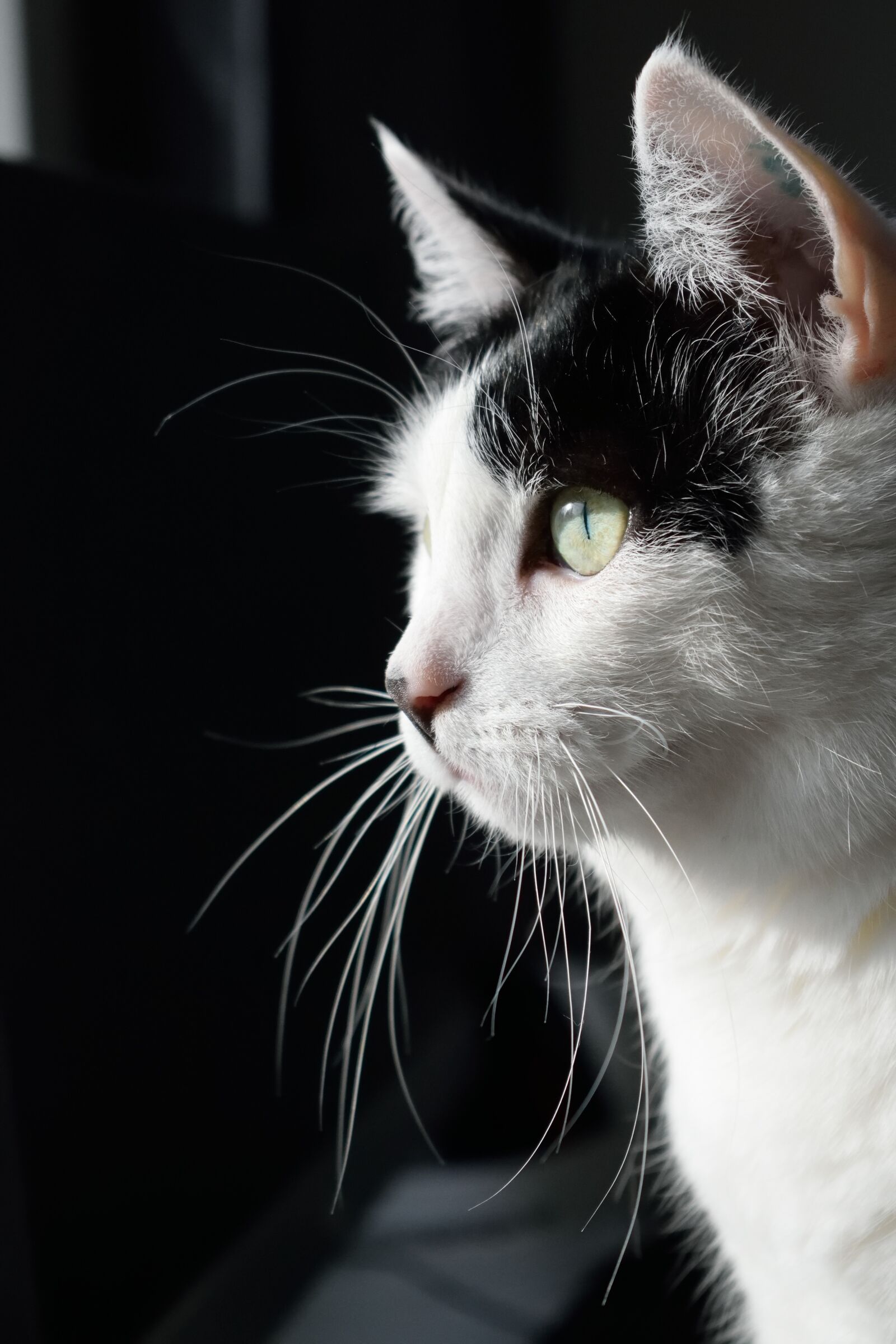 Nikon D3300 sample photo. Cat, whiskers, animal photography
