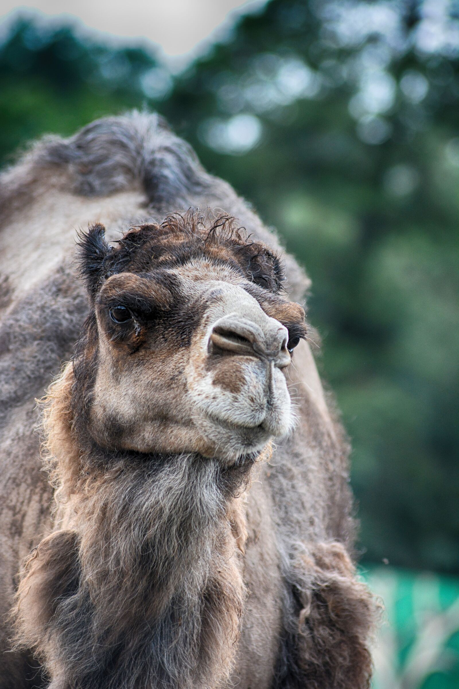 Nikon D5200 sample photo. Camel, dromedary, animal photography
