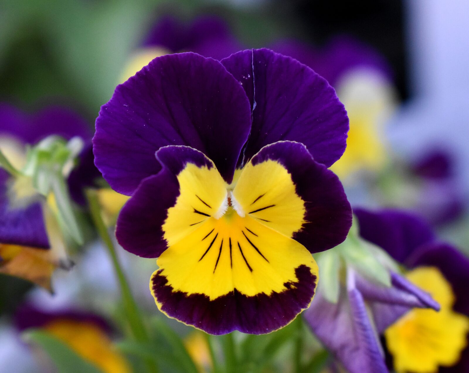 Nikon D5500 sample photo. Pansy, flower, purple and photography