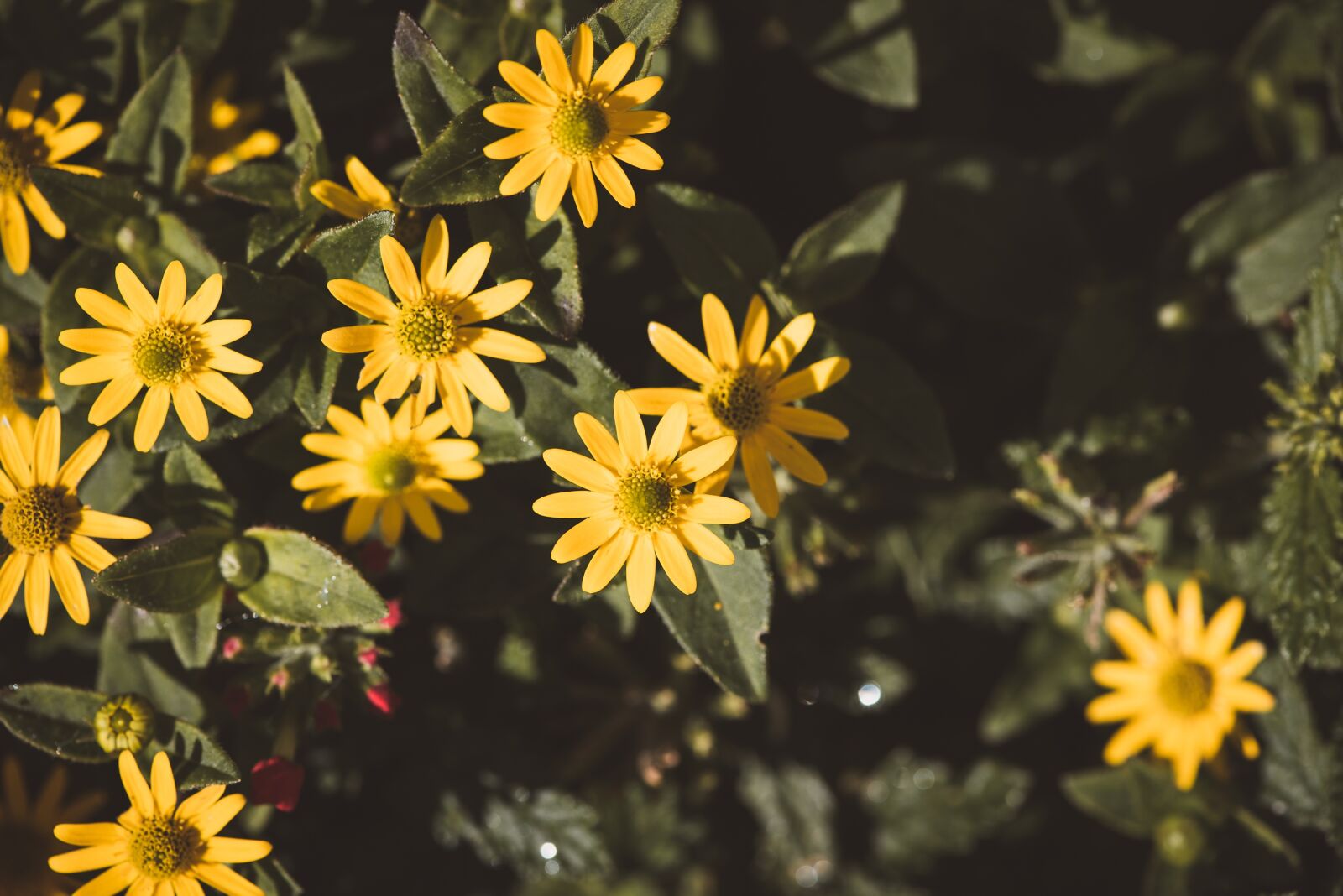Nikon D750 sample photo. Hussars buttons, flower, yellow photography