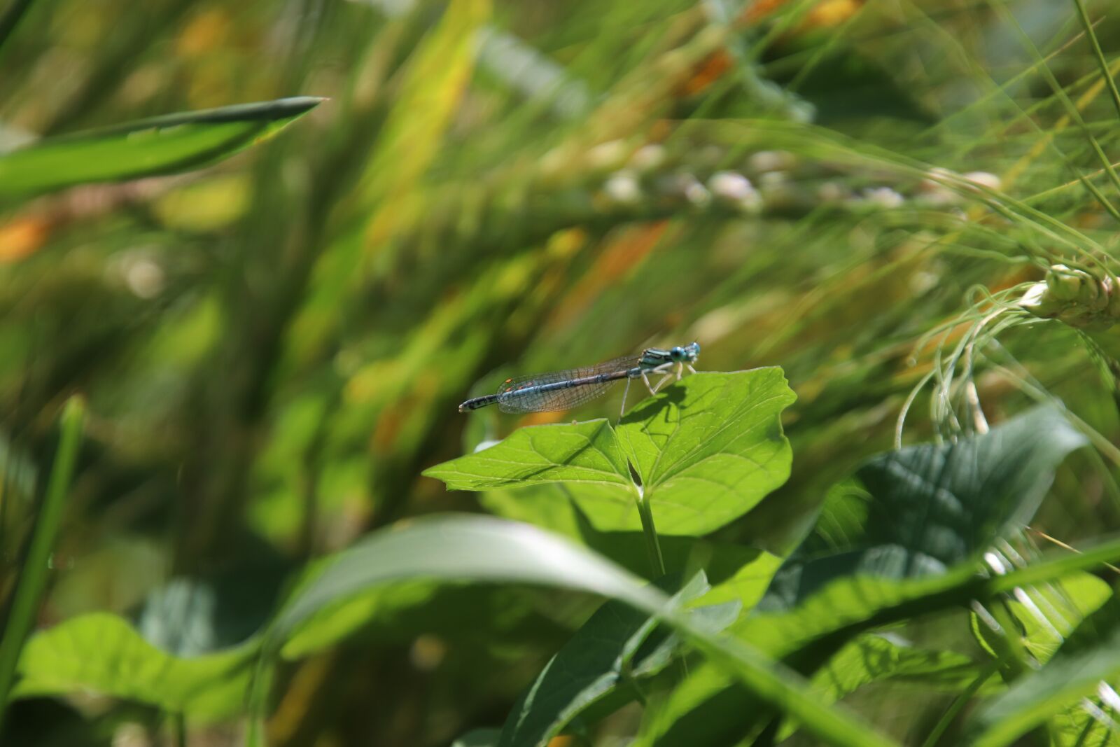 Canon EOS 800D (EOS Rebel T7i / EOS Kiss X9i) sample photo. Grasses, green wheat, foliage photography