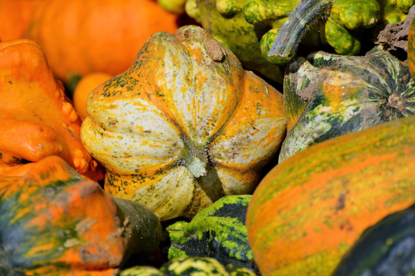 Nikon D3200 sample photo. Pumpkin, fruit, orange photography