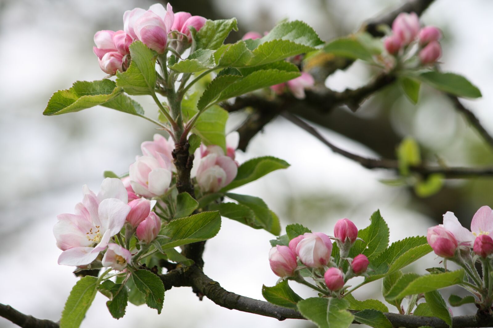 Canon EOS 1000D (EOS Digital Rebel XS / EOS Kiss F) sample photo. Apple tree flower, flower photography