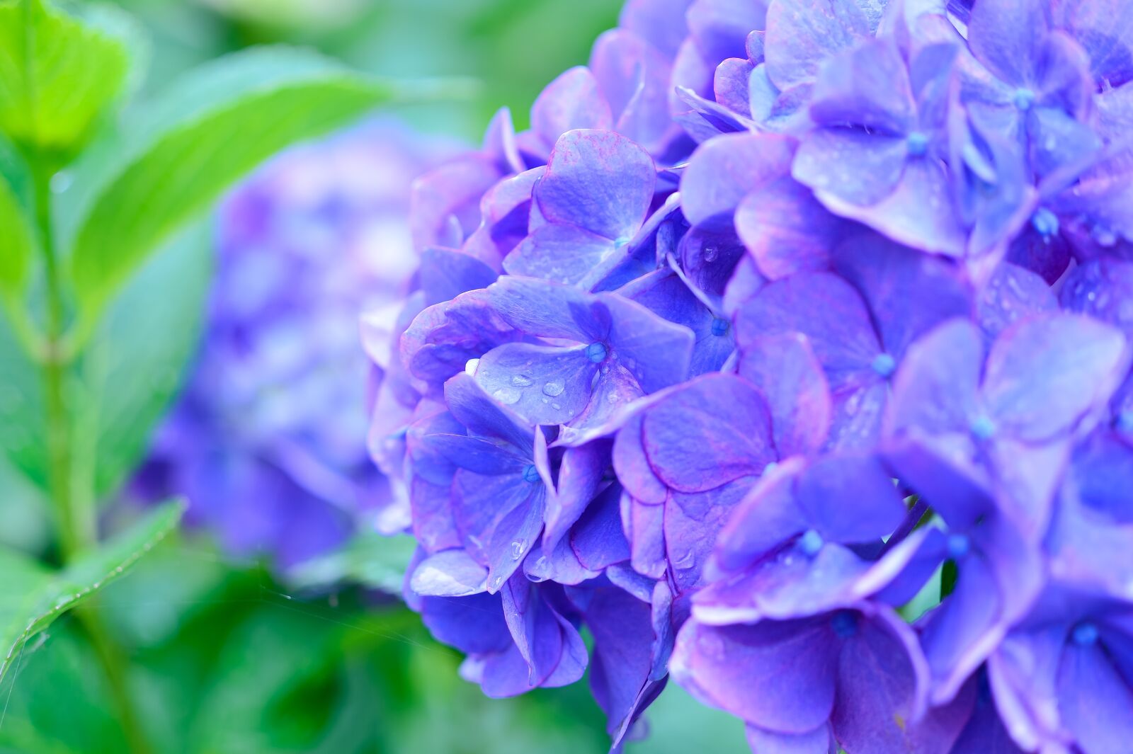 Nikon Df sample photo. Natural, plant, in the photography