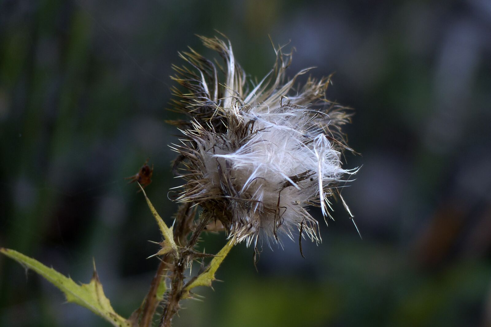 Panasonic Lumix DMC-FZ200 sample photo. Withered, thistle, wild plant photography