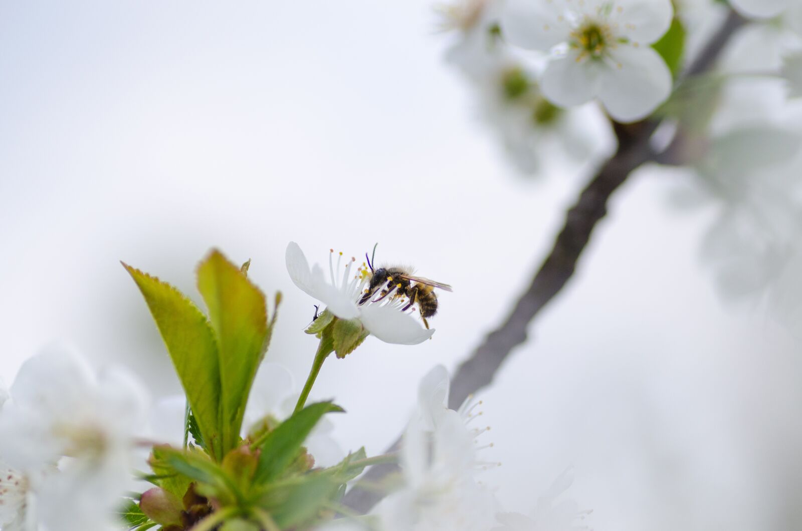 Nikon D5100 sample photo. Honey, bee, nature photography