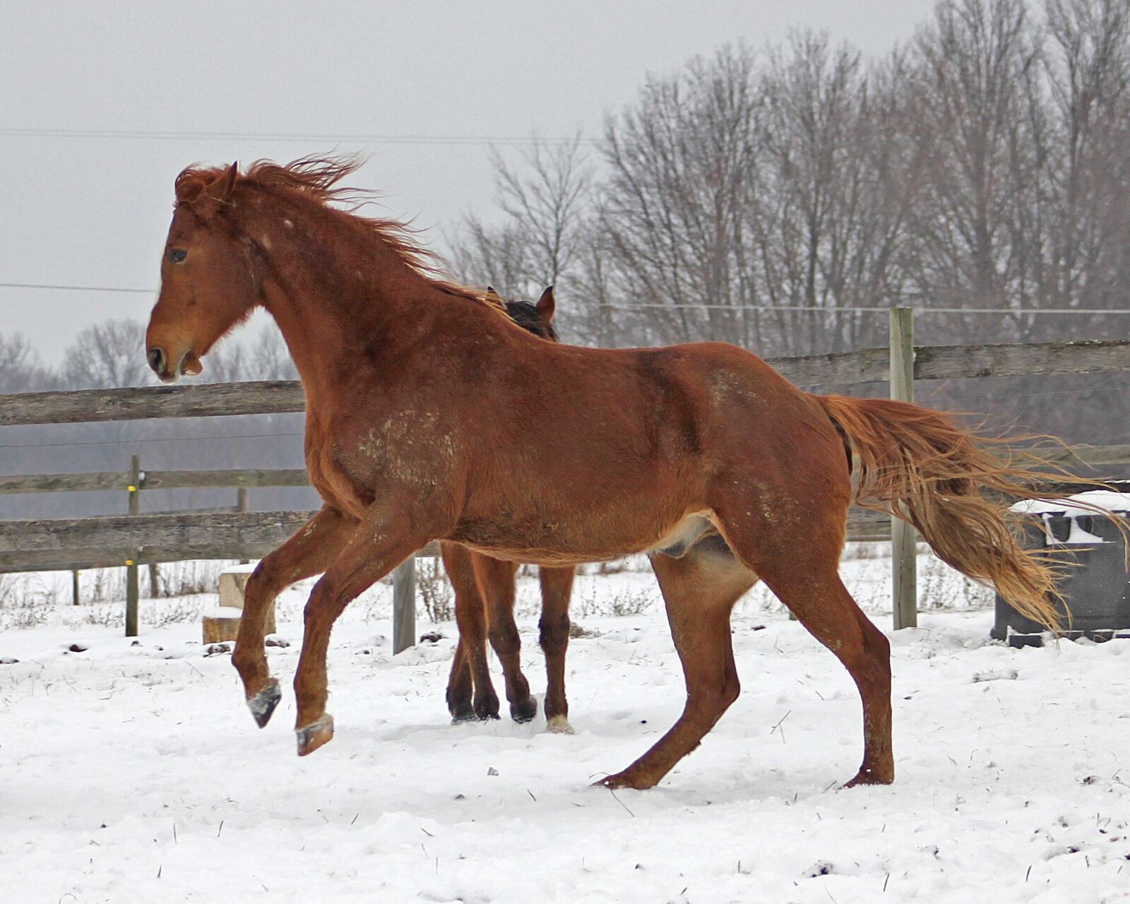 Canon EOS 500D (EOS Rebel T1i / EOS Kiss X3) sample photo. Horse, snow, chestnut horse photography
