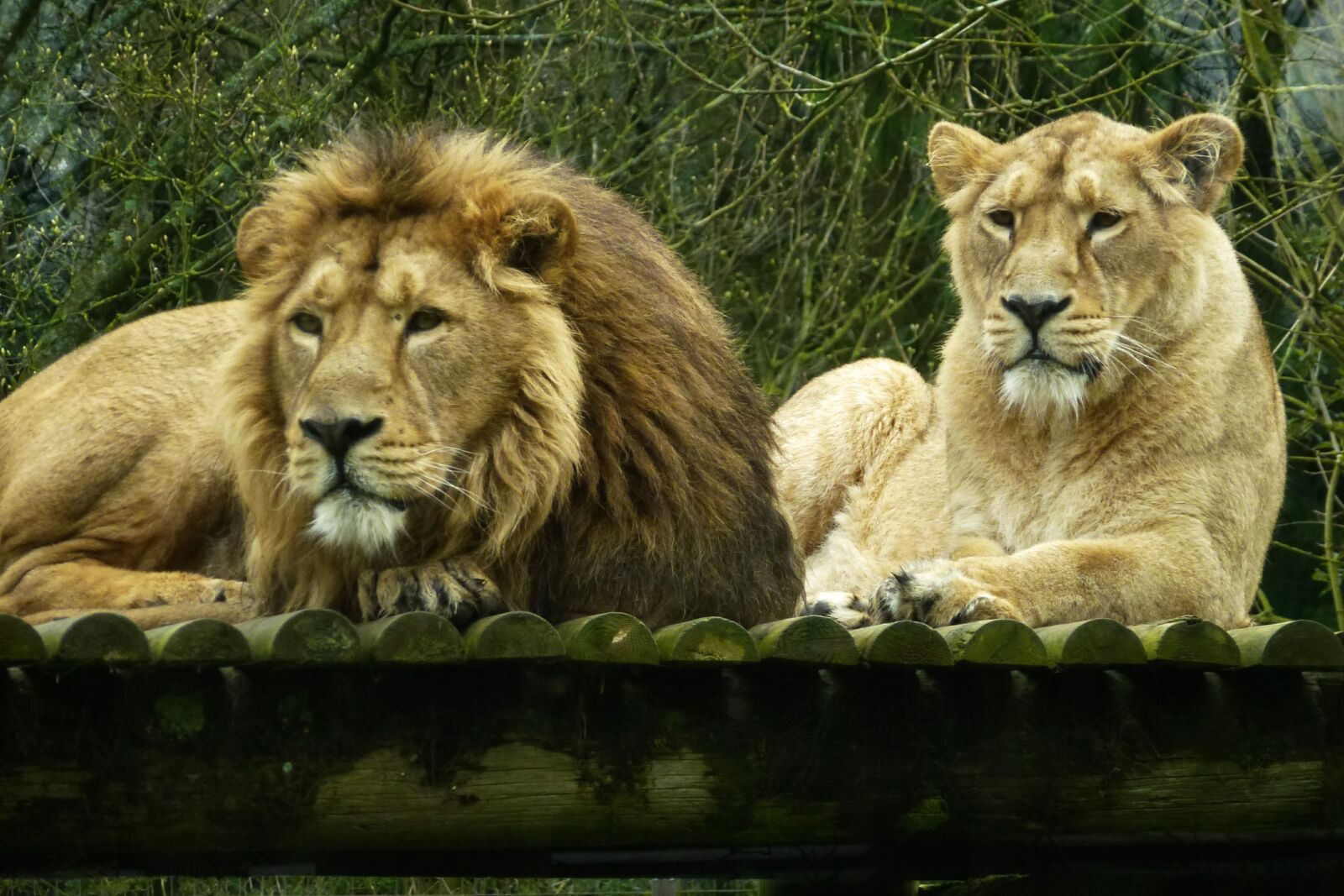 Panasonic Lumix DMC-ZS10 (Lumix DMC-TZ20 / Lumix DMC-TZ22) sample photo. Cotswold, lions, resting photography