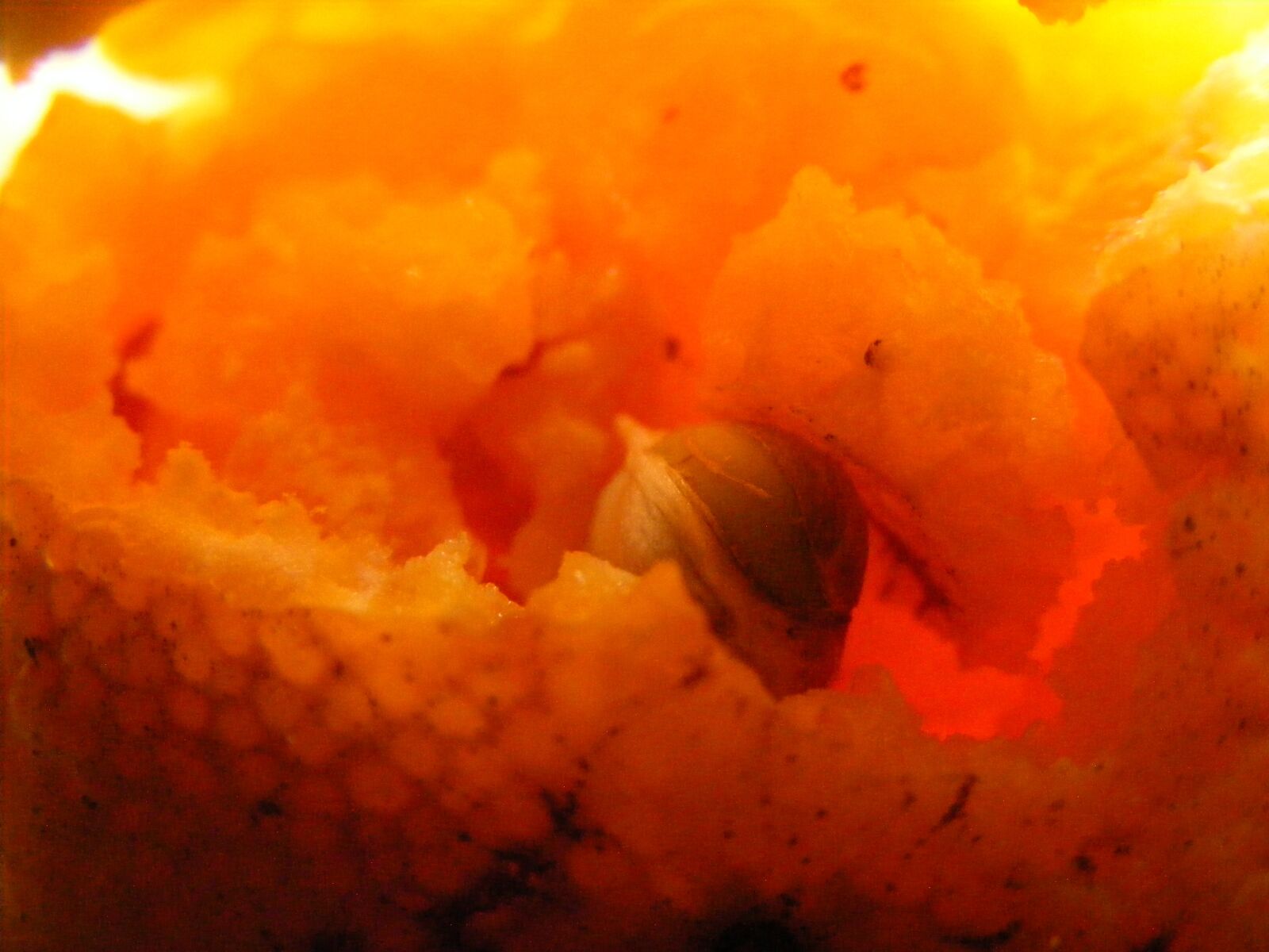 Fujifilm FinePix S5700 S700 sample photo. Orange, seed, fruit photography