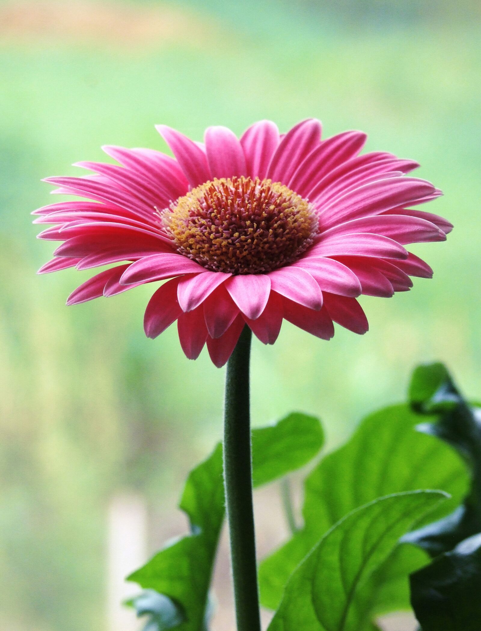 Fujifilm FinePix S100fs sample photo. Daisy, pink, flower photography