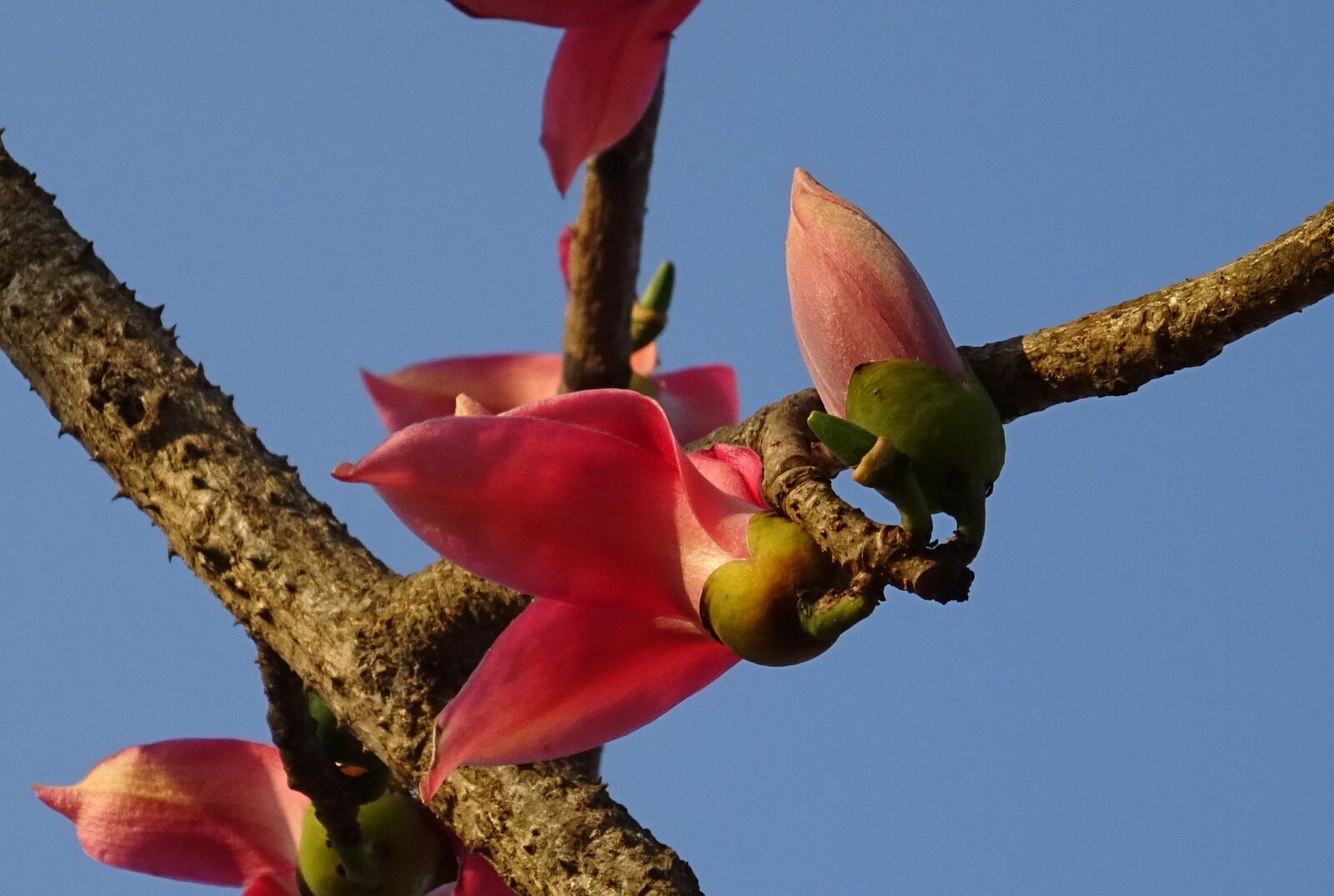 Sony DSC-HX60V sample photo. Flower, bud, shimul photography