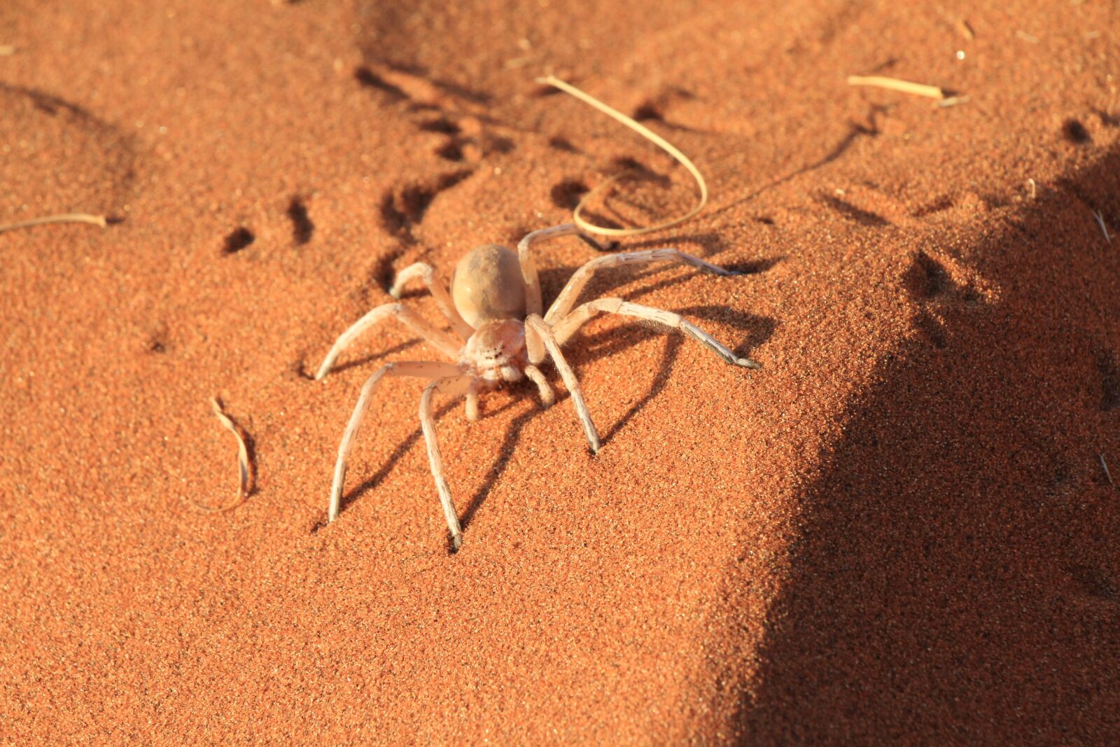 Canon EOS 7D sample photo. Spider, caution, desert photography