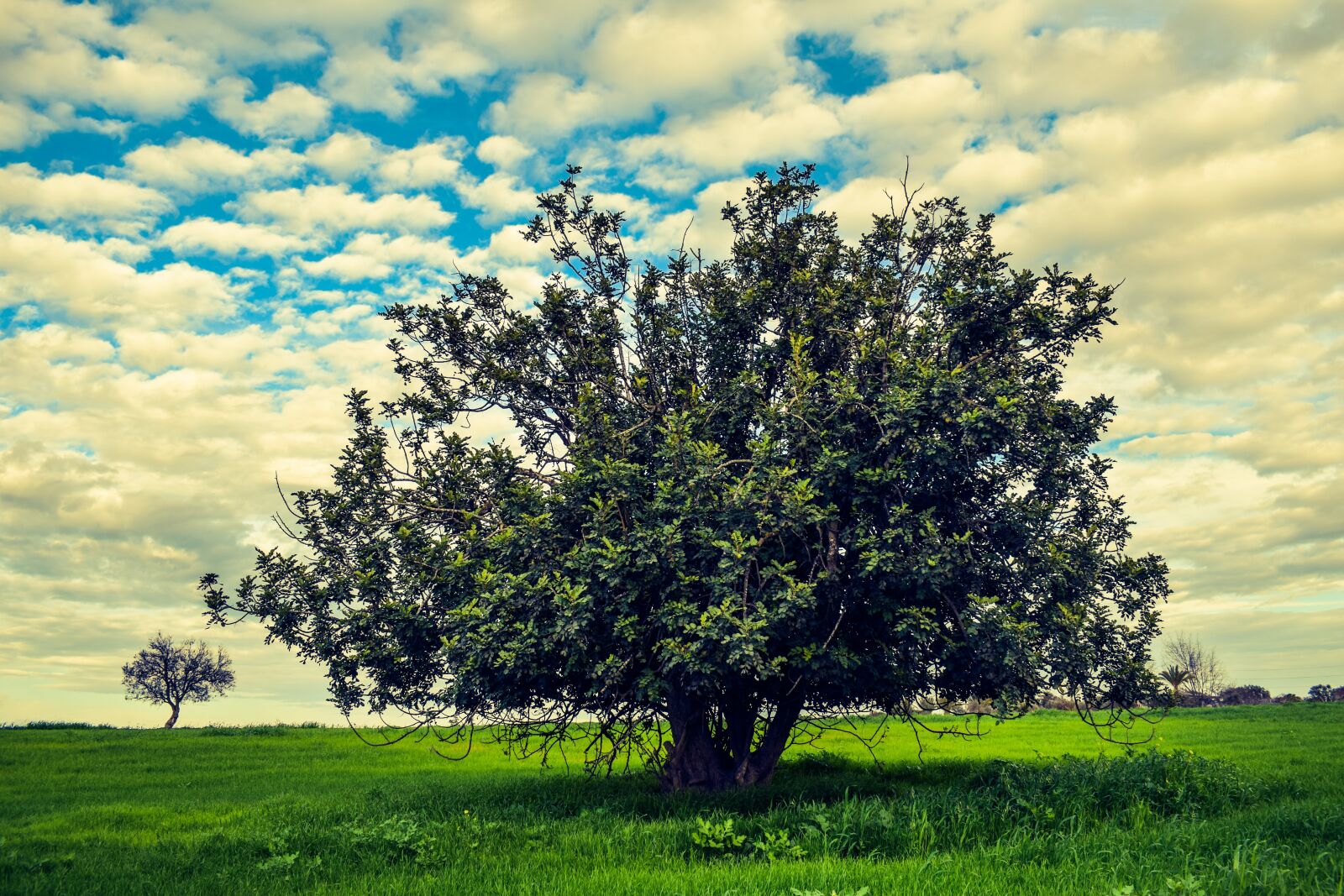 Nikon D3300 sample photo. Tree, meadow, landscape photography