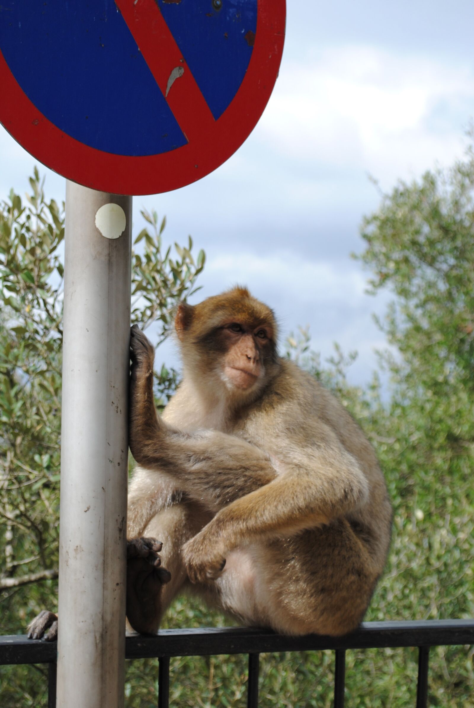 Nikon D3000 sample photo. Monkey, gibraltar, spain photography