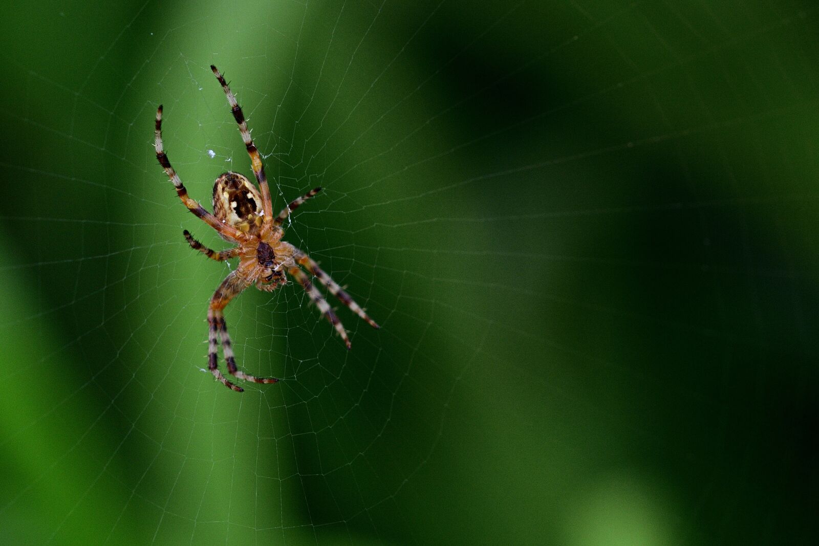 Nikon D5200 sample photo. Spider, web, close up photography
