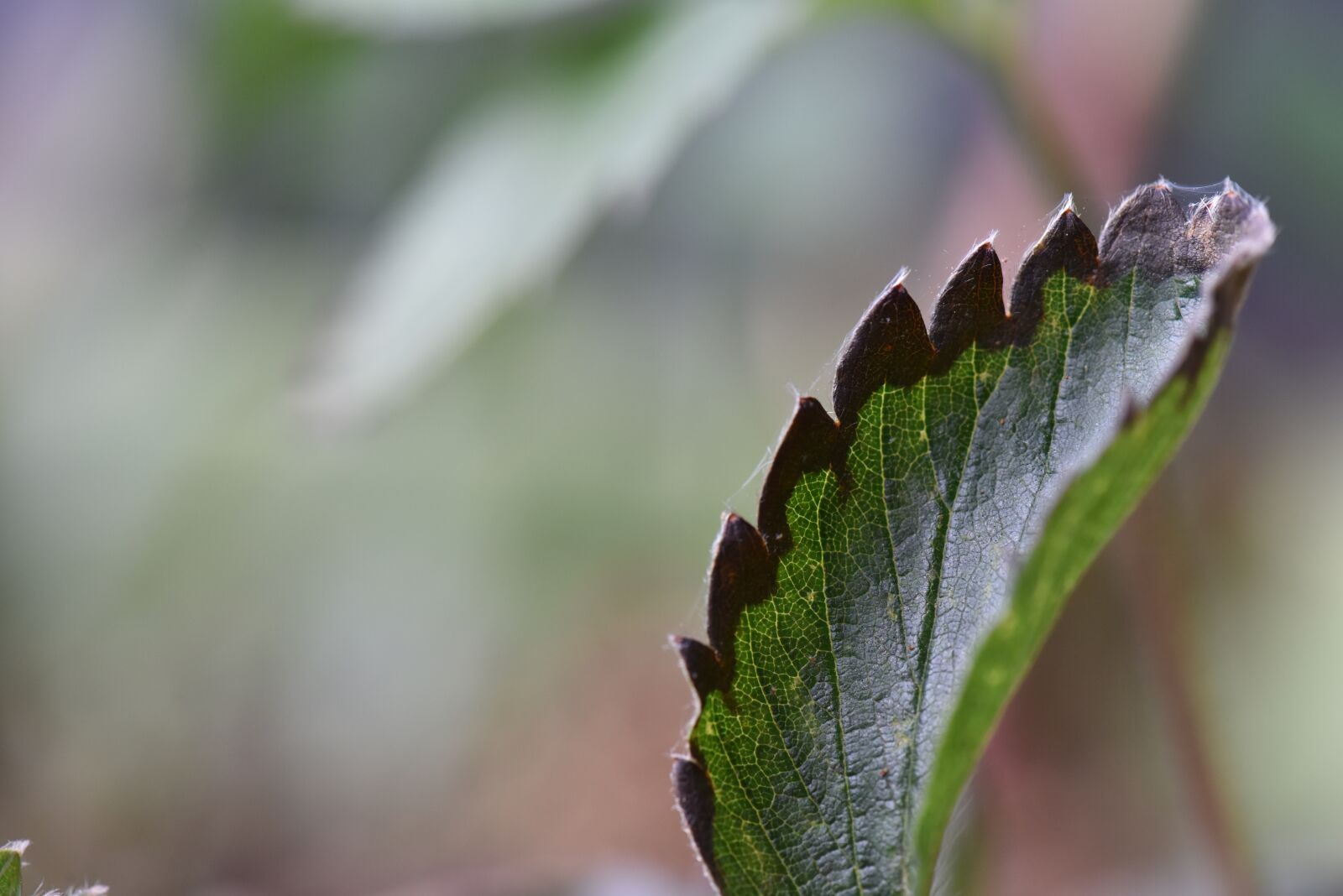 Nikon D810 sample photo. Strawberry, disease, leaf blight photography