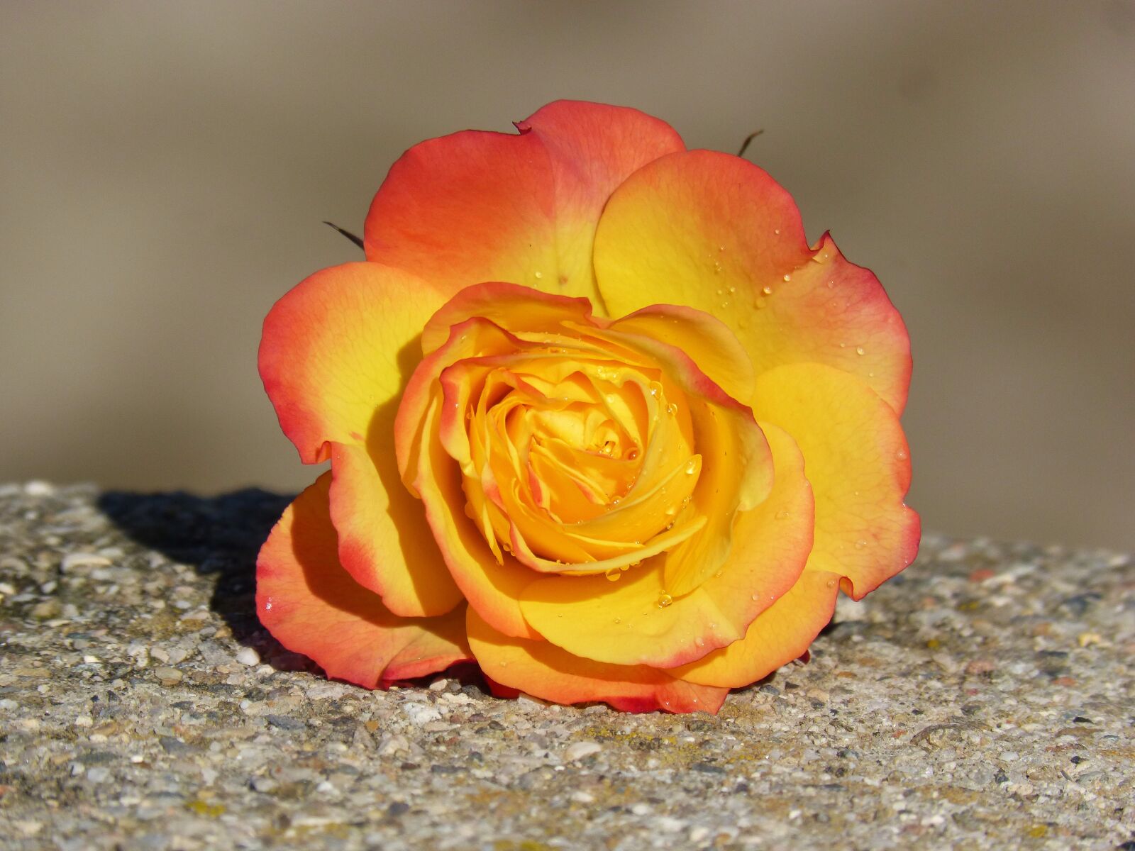 Panasonic DMC-FZ62 sample photo. Rosa, petals, yellow rose photography