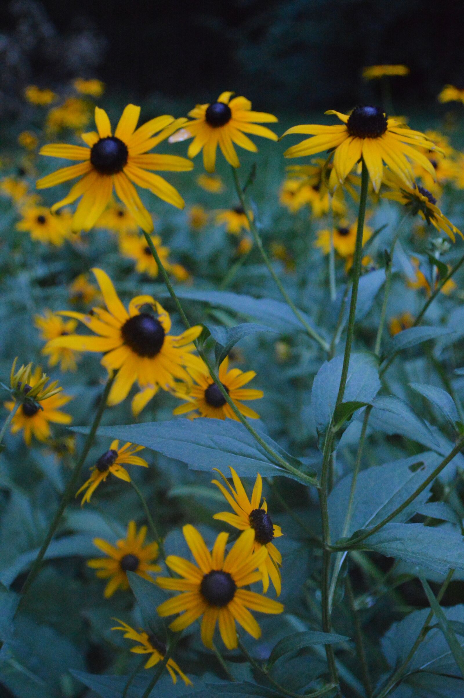 Nikon D3200 sample photo. Flowers, yellow flowers, nature photography