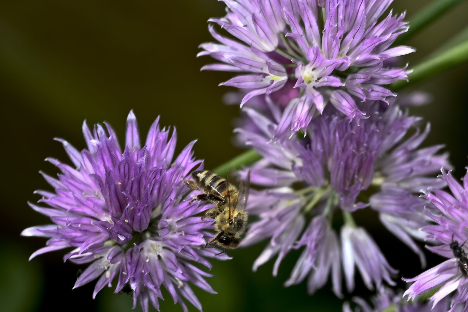 Nikon D500 sample photo. Bee, chives blossom, summer photography