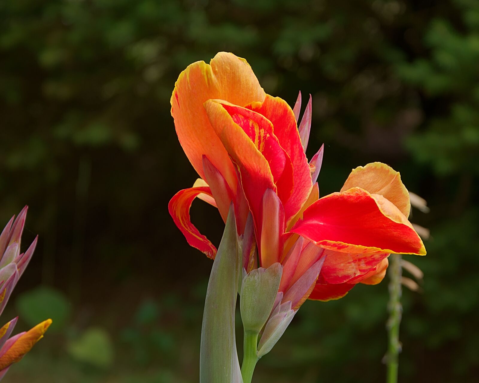 Nikon D3300 sample photo. Flower, kanna, orange photography