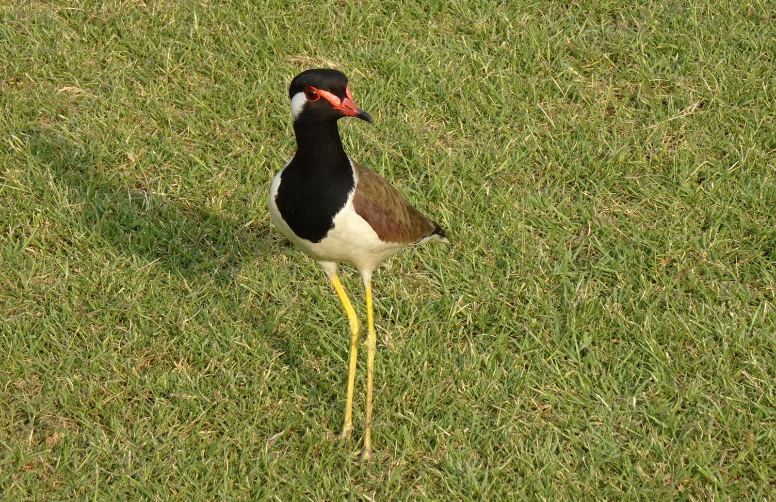 Sony DSC-WX800 sample photo. Bird, red-wattled lapwing, vanellus photography